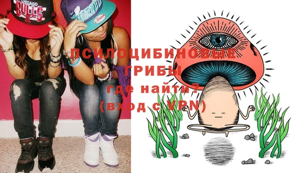 сатива Каменка