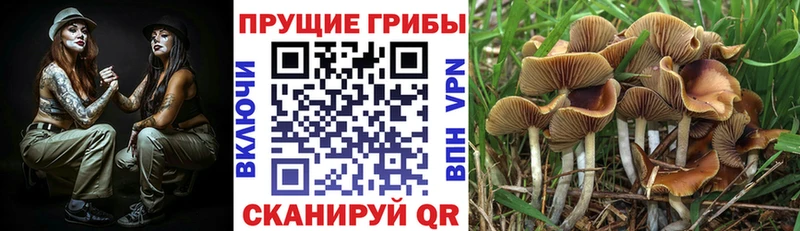 Псилоцибиновые грибы GOLDEN TEACHER  Купить закладки  Уварово 